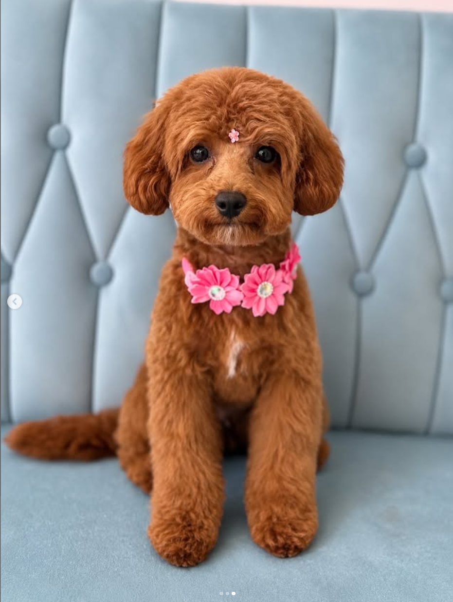 Freshly groomed cavapoo